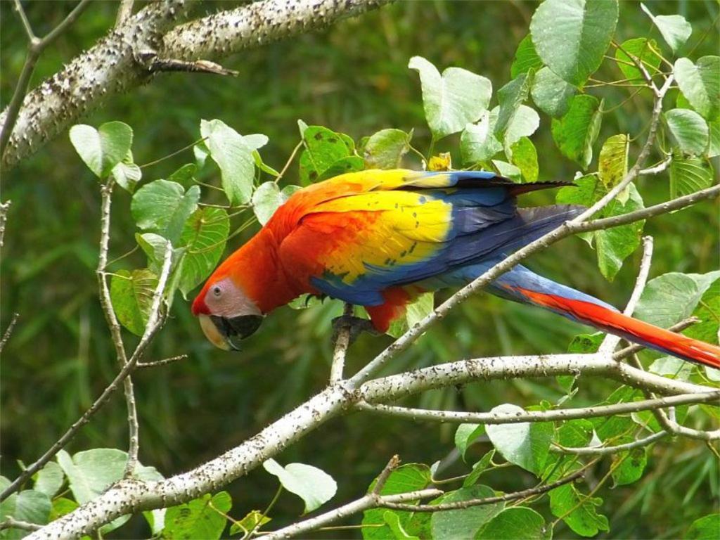 Cabana Itze La Fortuna Exteriér fotografie